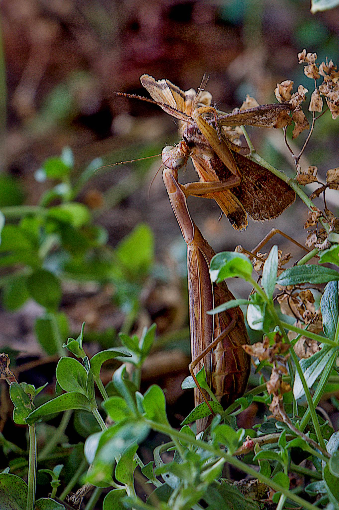 Preying Mantis Eating A Moth - Photography by Gabe Murk